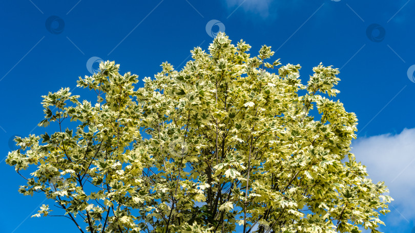 Скачать Зеленая и белая листва клена остролистного 'Drummondii' - Acer platanoides Variegata на фоне голубого летнего неба. Крупный план. Городской парк "Краснодар" или парк Галицкого. Лето 2021 года. фотосток Ozero