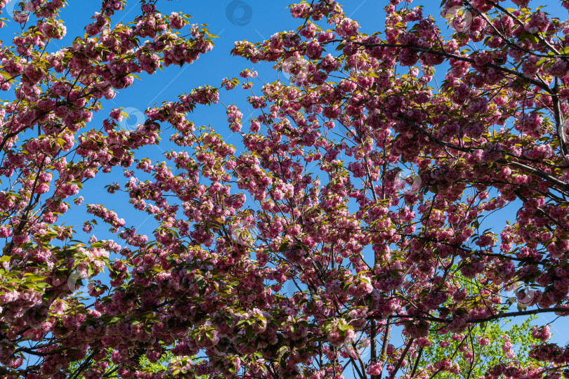 Скачать Дерево Канзан (Prunus serrulata) на фоне голубого неба. Ветка дерева с крупными розовыми цветами японской вишни. Городской парк Краснодара или парк Галицкого. Весна 2021 года. фотосток Ozero