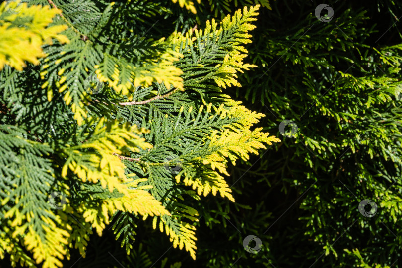 Скачать Ветка с желто-зелеными листьями западной туи (Thuja occidentalis Aurea) на размытом фоне. Выборочный фокус. Крупный план текстуры желто-зеленых листьев. Концепция природы для дизайна фотосток Ozero