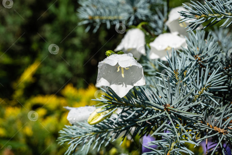Скачать Белые цветы Campanula persicifolia (колокольчика с персиковыми листьями) на размытом фоне. Выборочный фокус. Крупным планом нежные белые лепестки с каплями дождя. Концепция дизайна, основанная на природе. фотосток Ozero