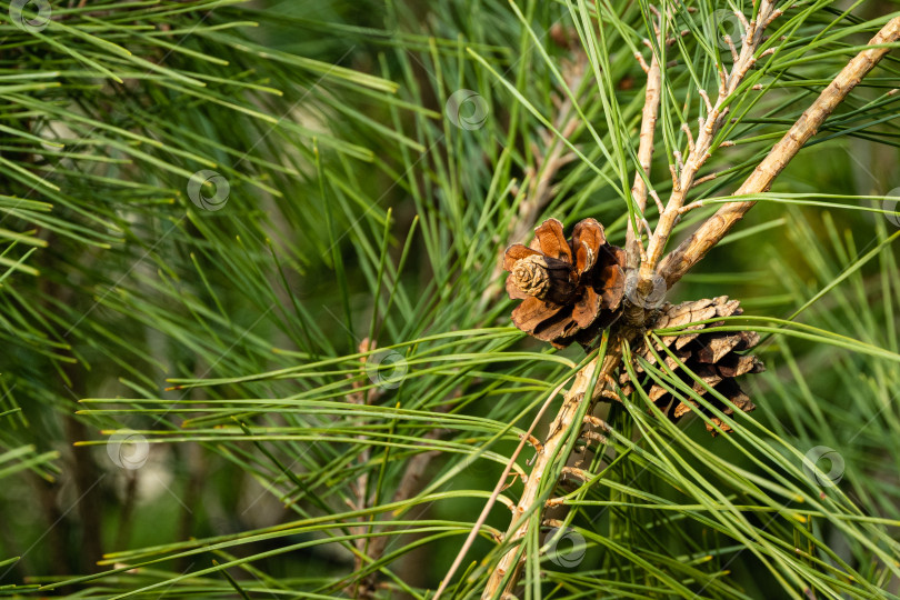 Скачать Pinus densiflora Umbraculifera. Крупные, красивые коричневые женские шишки прошлогодней сосны на размытом фоне длинных ветвей. Выборочный фокус. Крупный план. Весенний сад. Природная концепция дизайна. фотосток Ozero