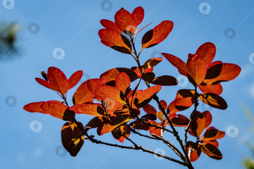 Скачать Молодые пурпурные листья Cotinus coggygria Royal Purple (Rhus cotinus, европейского дымчатого дерева) на фоне голубого весеннего неба. Солнечный день в весеннем саду. Крупный план. фотосток Ozero