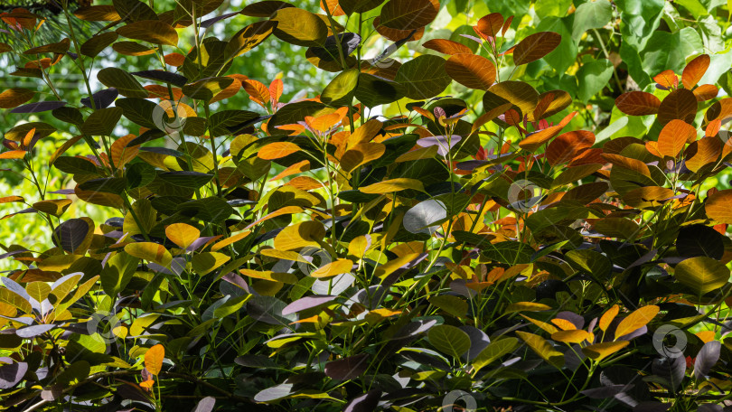 Скачать Молодые фиолетовые листья Cotinus coggygria Royal Purple (Rhus cotinus, европейское дымчатое дерево) с цветами на размытом фоне зелени сада. Выборочный подход. Концепция дизайна, основанная на природе. фотосток Ozero