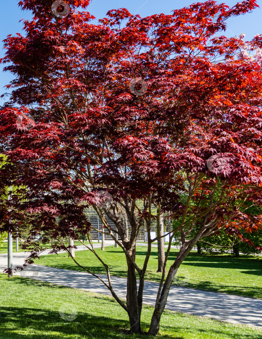 Скачать Изящное дерево Acer Palmatum Dissectum с красными листьями на берегу искусственного пруда. Стилизованный японский дворик в городском парке "Краснодар". Галицийский парк. Солнечный день. фотосток Ozero