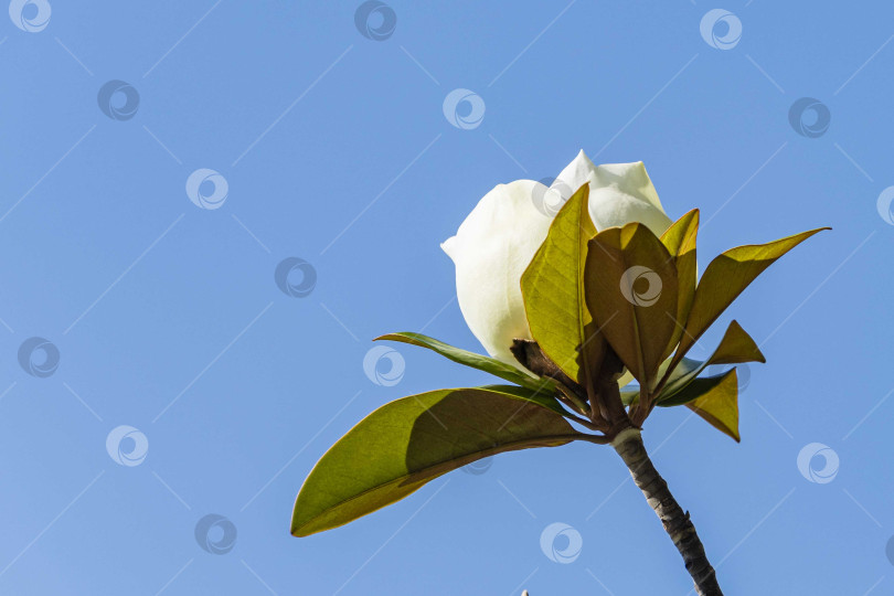 Скачать Белый крупный цветок на ветке вечнозеленой южной магнолии (Magnolia Grandiflora) с зелеными листьями на фоне голубого неба. Выборочный обзор. Крупный план. Городской парк "Краснодар". Лето 2021. фотосток Ozero