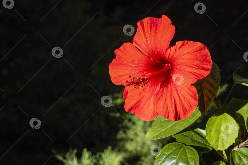 Скачать Большой красный цветок китайского гибискуса (Hibiscus rosa-sinensis) на размытом темном фоне. Выборочный фокус. Крупный план. Китайская роза или гавайский гибискус на солнце. Концепция природы в дизайне. фотосток Ozero
