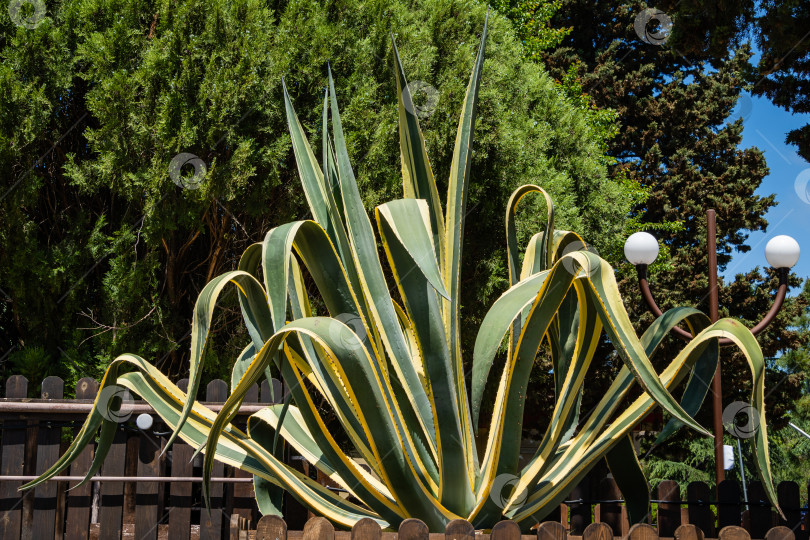 Скачать Агава мексиканская (Agave americana) в полоску на фоне вечнозеленых растений. Крупный план. Род Агава, подсемейство агавовые, семейство спаржевые в ландшафтном городском парке города-курорта Адлер.. Сочи. фотосток Ozero