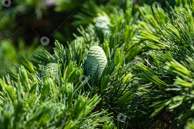 Скачать Молодые ярко-зеленые шишки на ветвях гималайского кедра (Cedrus Deodara, Деодар). Размытый фон. Выборочный фокус. Набережная курортного города Адлер. Крупный план. Черное море. Адлер. Сочи. фотосток Ozero