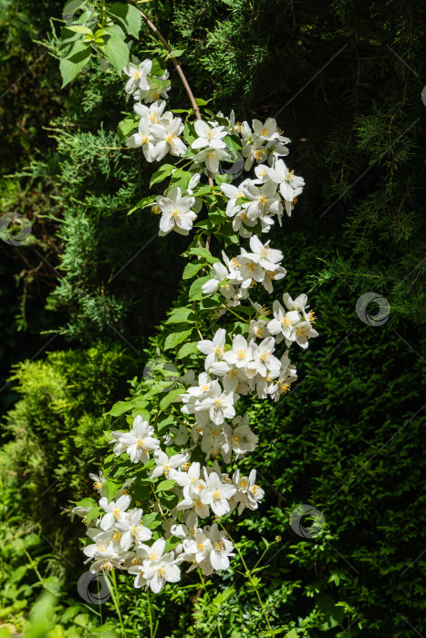 Скачать Цветущий куст Philadelphus lewisii на размытом черном фоне. Выборочный фокус. Ветка с белыми цветами на кусте жасмина в солнечном весеннем саду. Цветочный пейзаж. Есть место для текста. фотосток Ozero