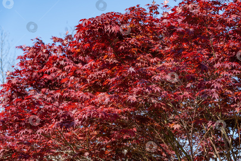 Скачать Изящное дерево Acer Palmatum Dissectum с красными листьями на фоне голубого весеннего неба. Стилизованный японский дворик в городском парке "Краснодар". Галицийский парк. Солнечный день. фотосток Ozero