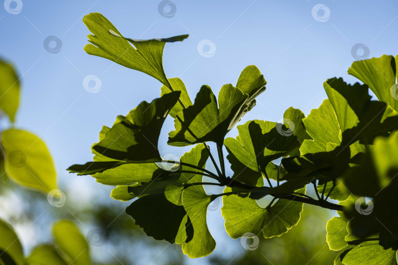 Скачать Дерево гинкго (Ginkgo biloba) или гинкговое дерево в ландшафтном саду. Ветка с ярко-зелеными листьями на фоне голубого летнего неба. Выборочный фокус. Свежие обои с природной концепцией. Место для вашего текста фотосток Ozero