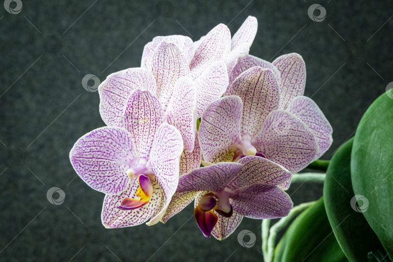Скачать Розовый полосатый цветок орхидеи wit points Phalaenopsis 'Demi Deroose', известный как орхидея-мотылек, на размытом темном фоне. Выборочный фокус крупным планом. Природная концепция дизайна. фотосток Ozero
