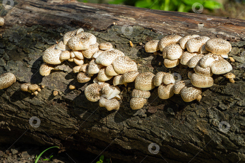 Скачать Lentinus tigrinus на спиленном стволе старой яблони. Размытый фон. Выборочный фокус. Белые грибы с коричневыми шляпками из семейства многоножковых. Съедобные грибы в их естественной среде обитания в саду. фотосток Ozero