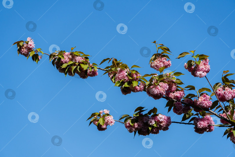 Скачать Дерево Канзан (Prunus serrulata) на фоне голубого неба. Ветка дерева с крупными розовыми цветами японской вишни. Городской парк Краснодара или парк Галицкого. Весна 2021 года. фотосток Ozero