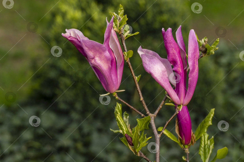 Скачать Крупные розовые цветы магнолии Сьюзен (Magnolia liliiflora x Magnolia stellata) на размытом фоне зелени сада. Выборочный фокус. Цветущий ландшафтный сад. Природная концепция дизайна. фотосток Ozero