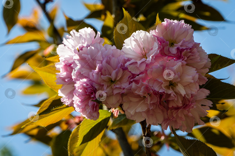 Скачать Цветущее дерево Prunus 'Kanzan' (Prunus serrulata или Prunus lannesiana) на размытом фоне. Выборочный фокус. Крупный план. Крупные розовые цветы на ветке дерева Prunus 'Kanzan' на фоне голубого неба. фотосток Ozero