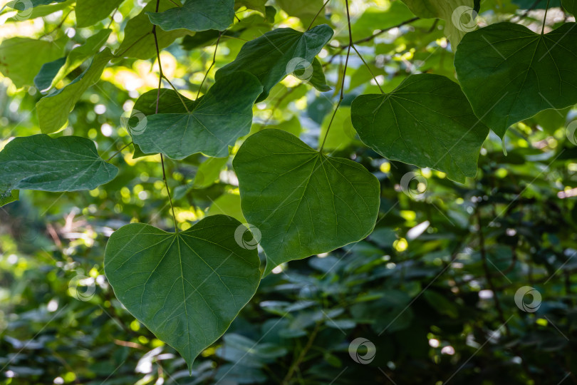 Скачать Летние крупные зеленые листья красноплодной рябины (Eastern Redbud Cercis canadensis) на размытом зеленом фоне. Крупный план. Выборочный фокус. Концепция дизайна - природа. Место для текста. фотосток Ozero