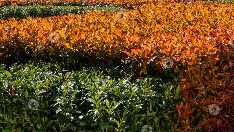 Скачать Красивые красные и зеленые листья кустарника Photinia fraseri 'Red Robin' в качестве живой изгороди во французском саду. Городской ландшафтный парк "Краснодар" или парк Галицкого. Место для прогулок и семей с детьми. фотосток Ozero