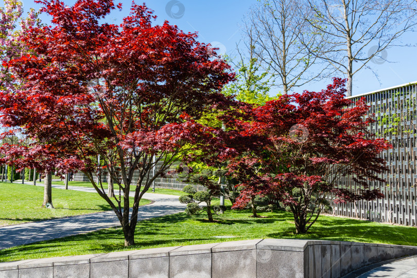 Скачать Изящное дерево Acer Palmatum Dissectum с красными листьями на берегу искусственного пруда. Стилизованный японский дворик в городском парке "Краснодар". Галицийский парк. Солнечный день. фотосток Ozero