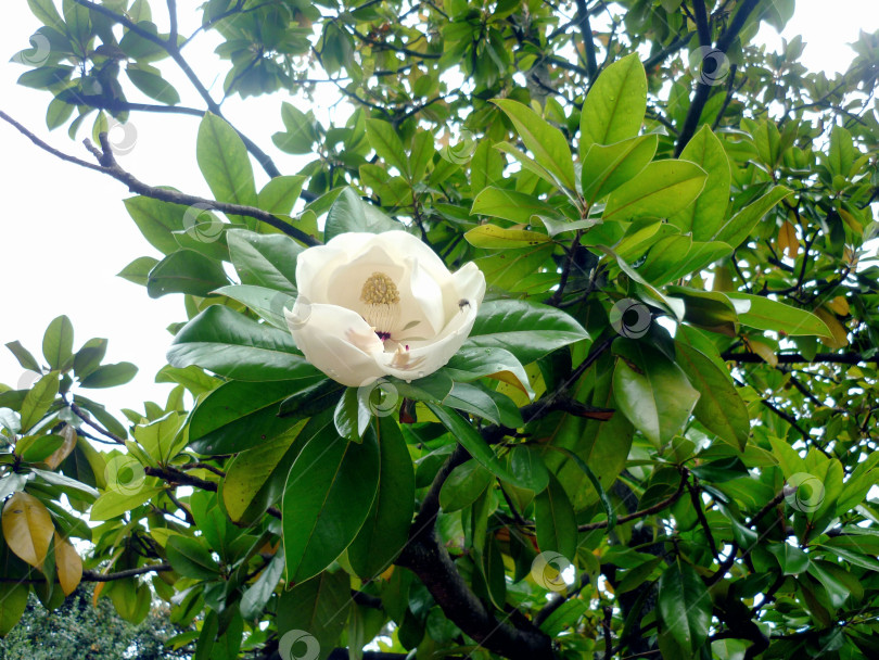 Скачать Жасмин в Крыму фотосток Ozero