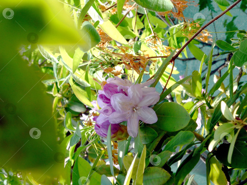 Скачать Необычный цветок в Ботаническом саду фотосток Ozero