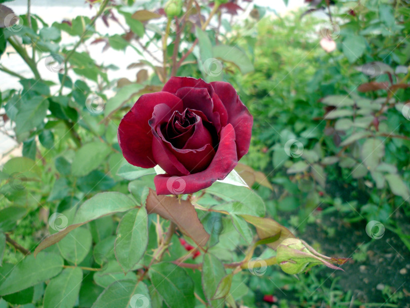 Скачать Роза в цвету фотосток Ozero