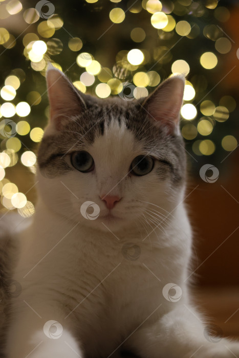 Скачать Добрый кот смотрит на вас фотосток Ozero