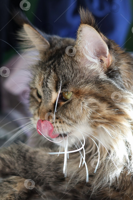 Скачать Мейнкун фотосток Ozero