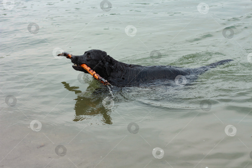 Скачать Собака фотосток Ozero