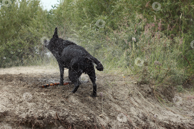 Скачать Собака фотосток Ozero