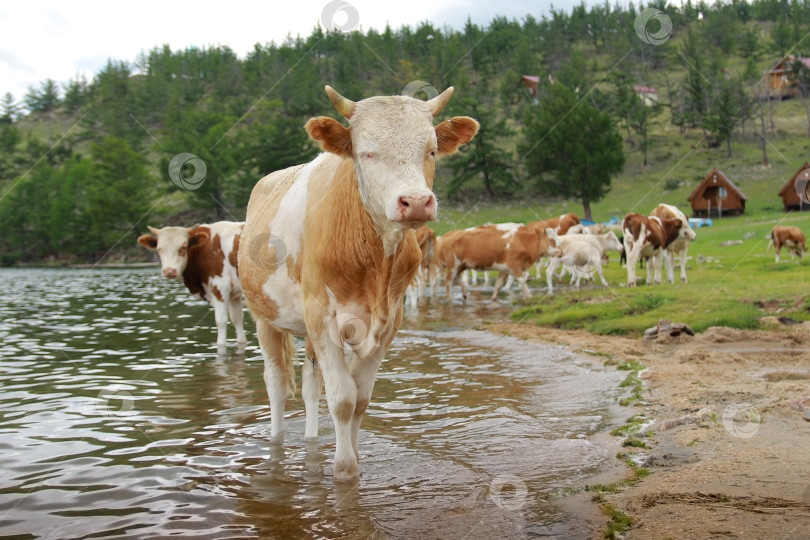 Скачать Корова фотосток Ozero