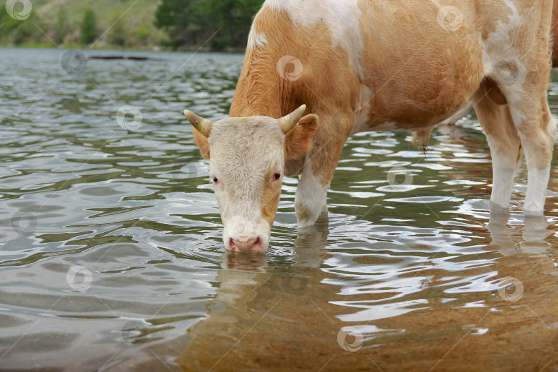 Скачать Корова фотосток Ozero