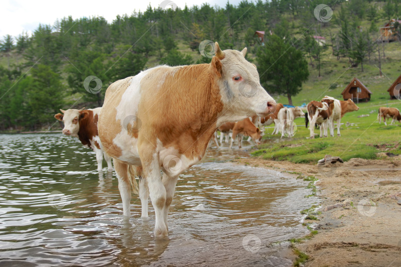 Скачать Корова фотосток Ozero