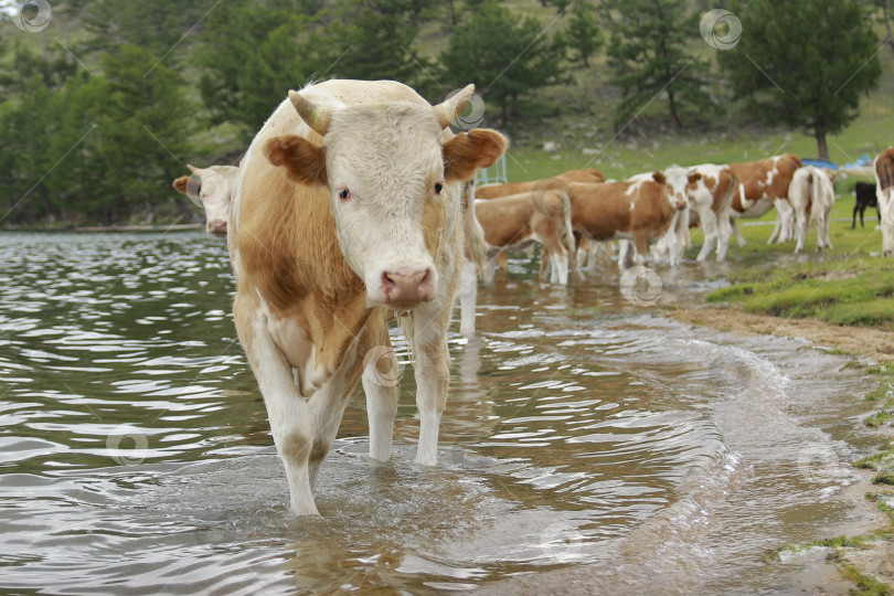 Скачать Корова фотосток Ozero
