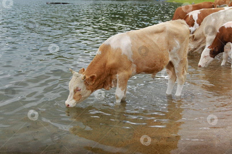 Скачать Корова фотосток Ozero