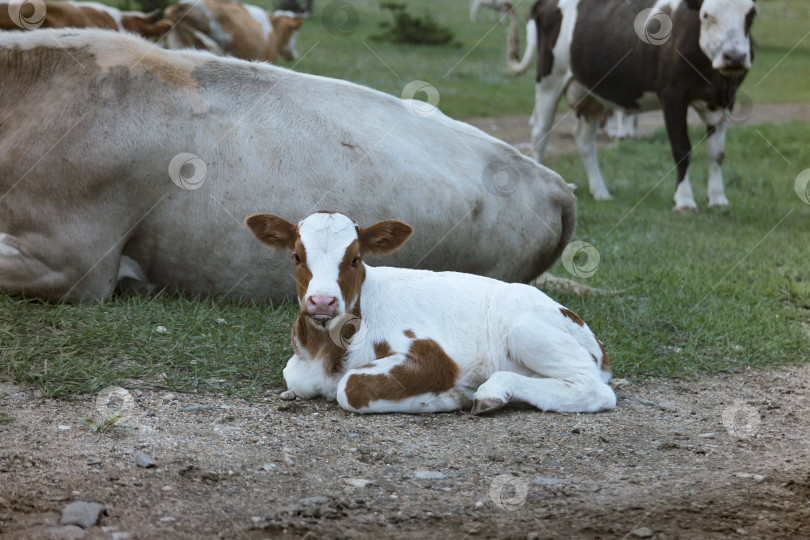 Скачать Корова с теленком фотосток Ozero