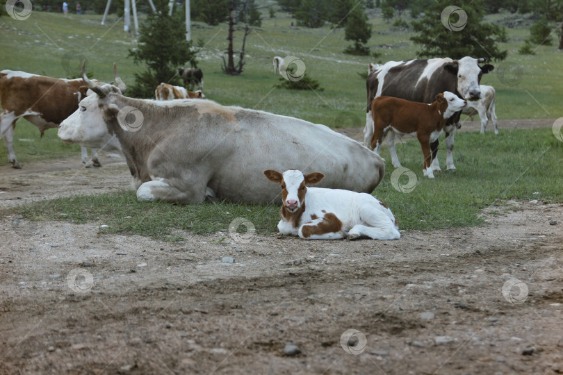 Скачать Корова с теленком фотосток Ozero