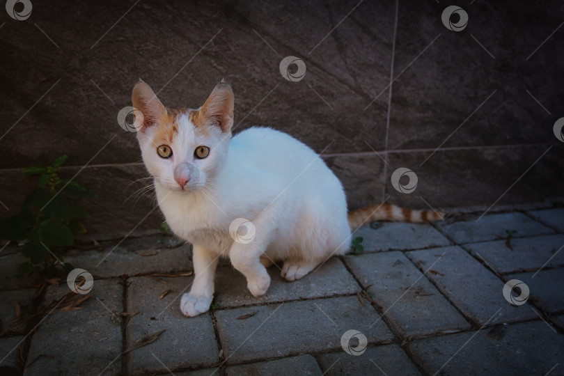 Скачать Кошка фотосток Ozero