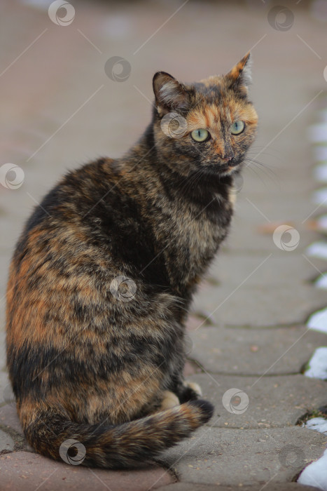 Скачать Кошка фотосток Ozero