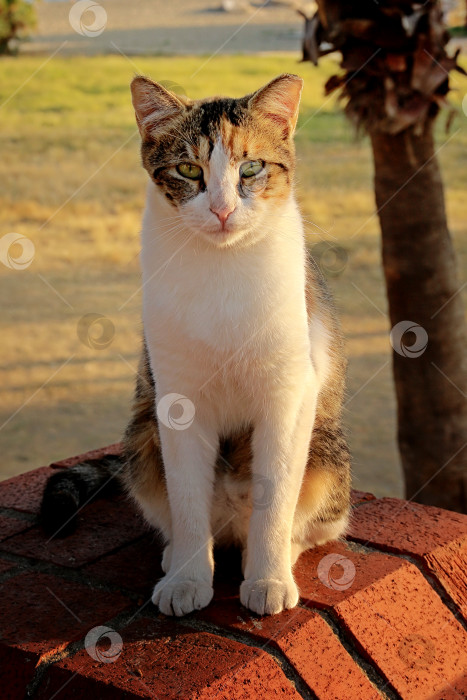 Скачать Кошка фотосток Ozero