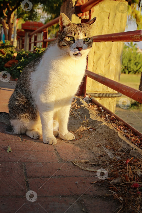 Скачать Кошка фотосток Ozero