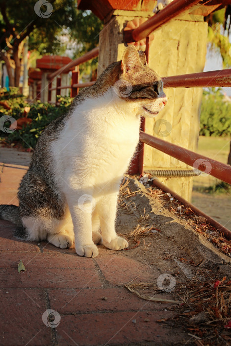 Скачать Кошка фотосток Ozero