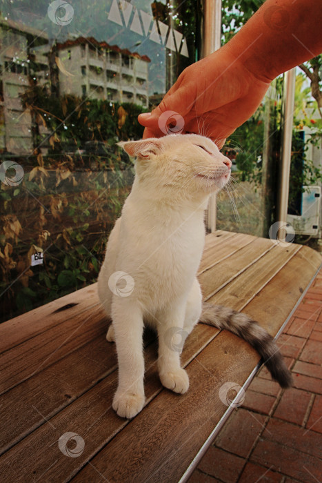 Скачать Кошка фотосток Ozero