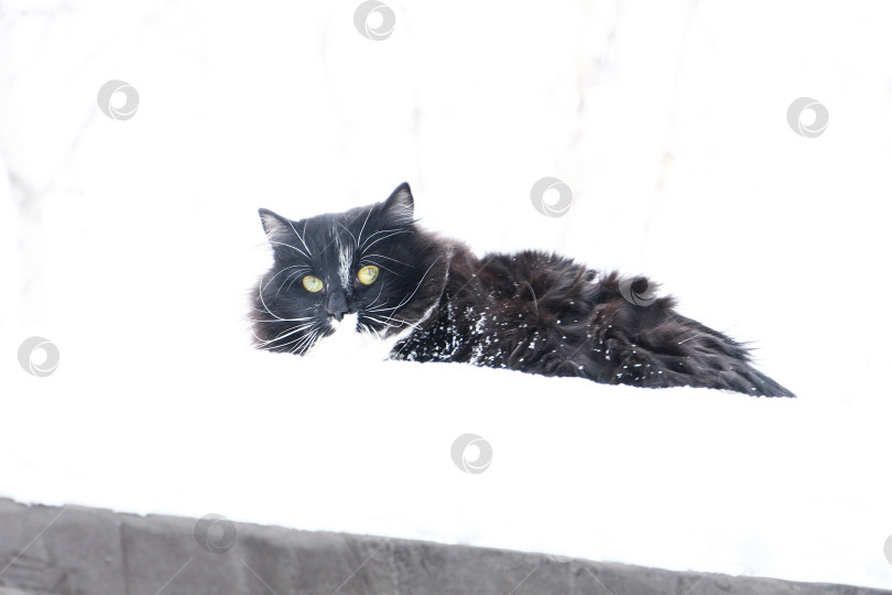 Скачать Кот фотосток Ozero