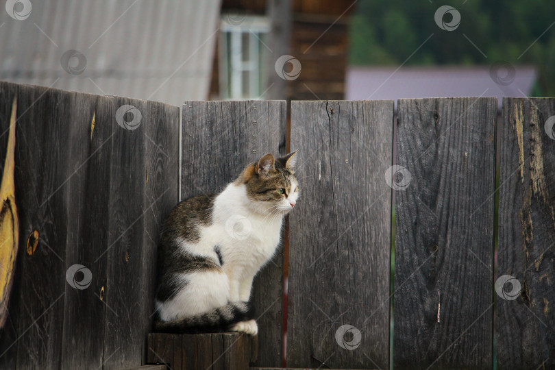 Скачать Кошка фотосток Ozero