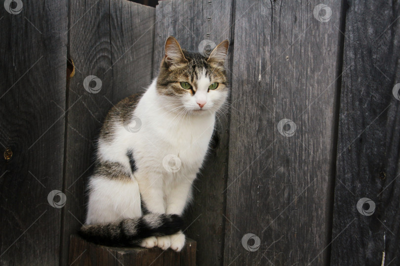 Скачать Кошка фотосток Ozero