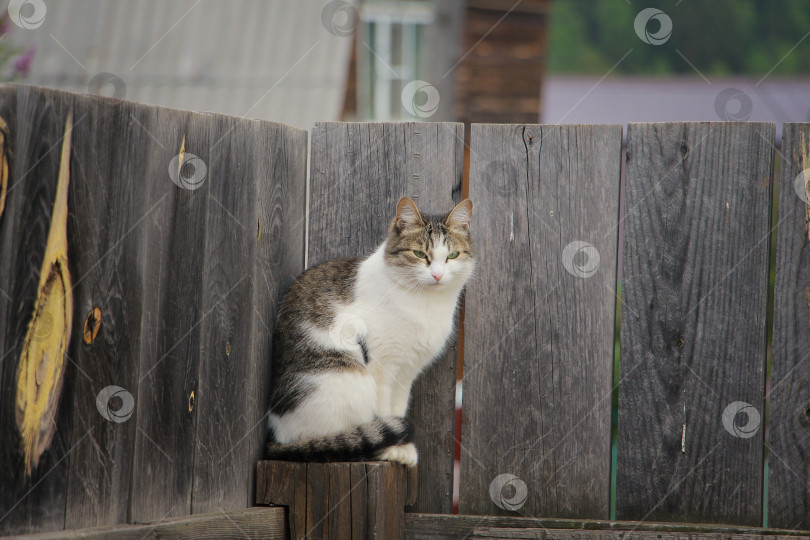 Скачать Кошка фотосток Ozero