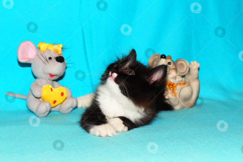 Скачать Котенок фотосток Ozero