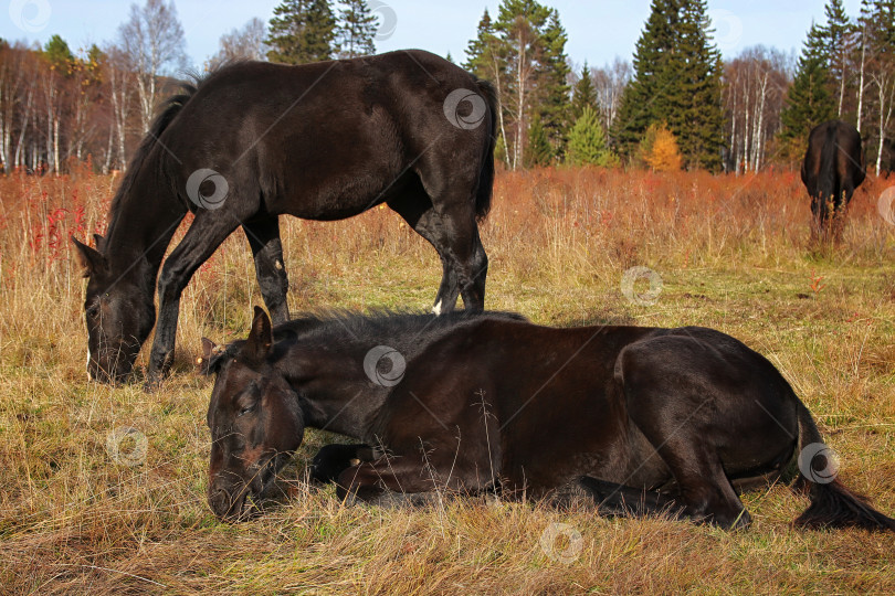 Скачать Лошадь фотосток Ozero