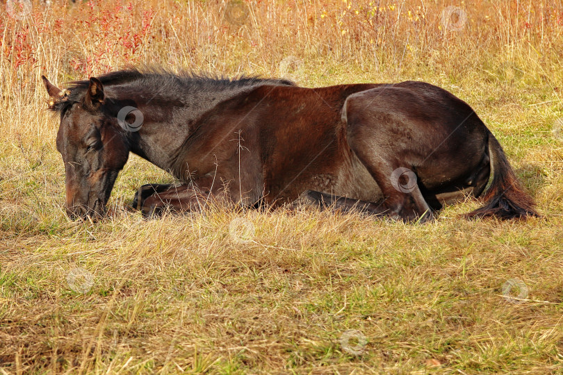 Скачать Лошадь фотосток Ozero